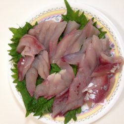 ツバス釣り